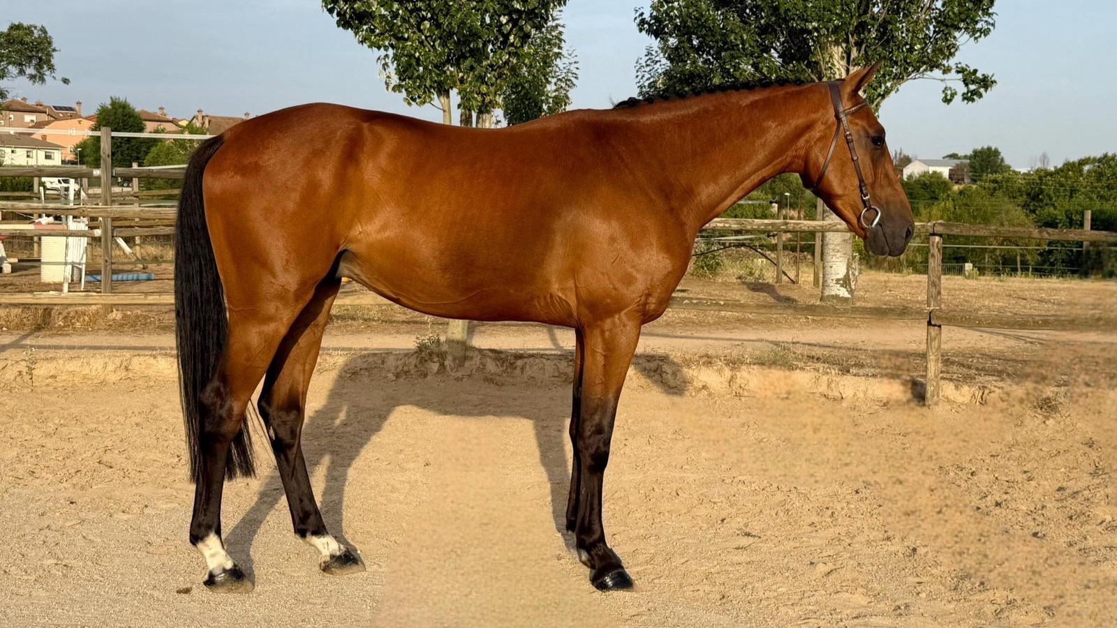 horse